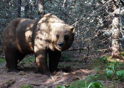 L'ours, un animal autrefois présent en Auvergne